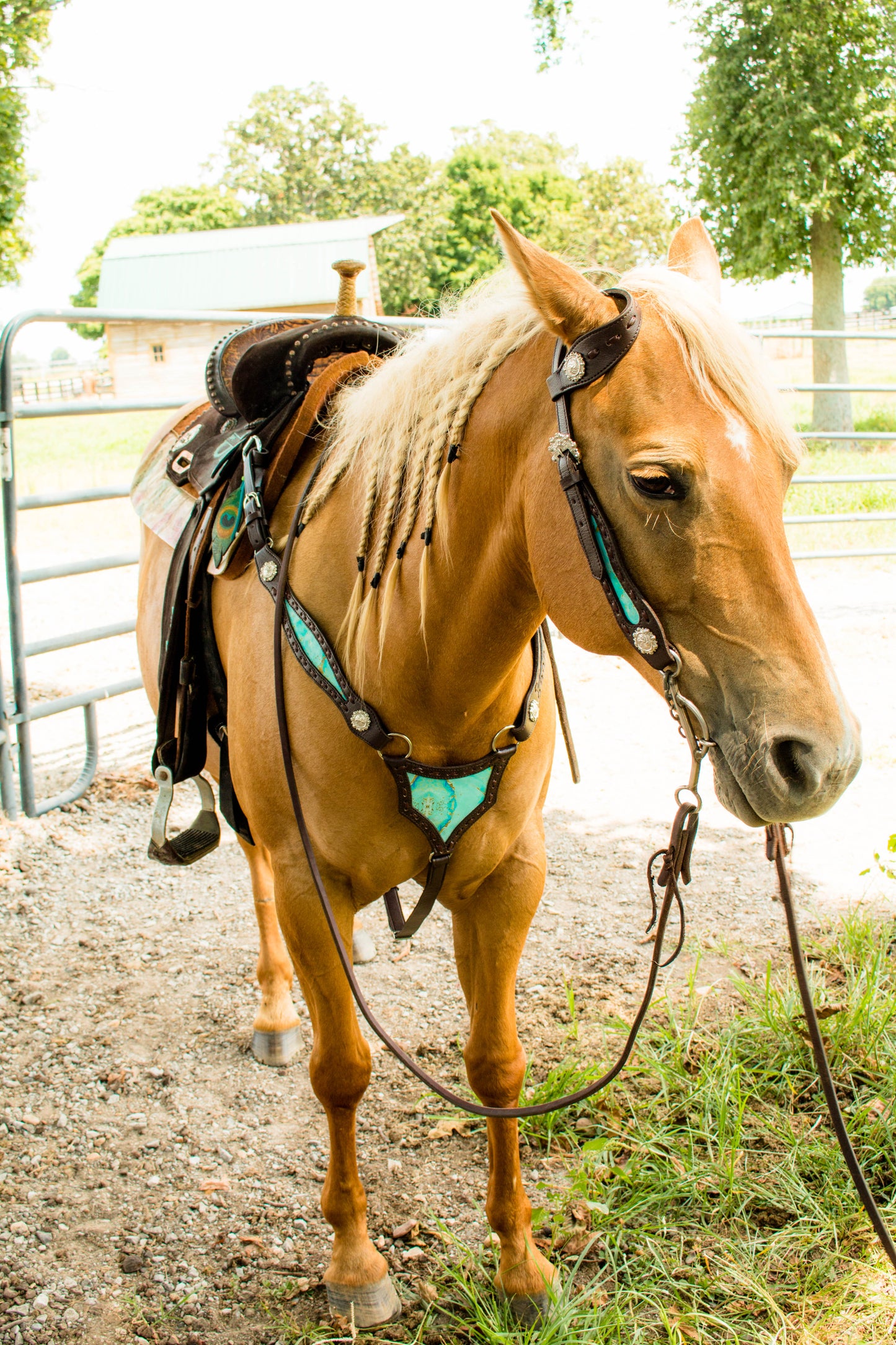 Western Tack Set-Checkered
