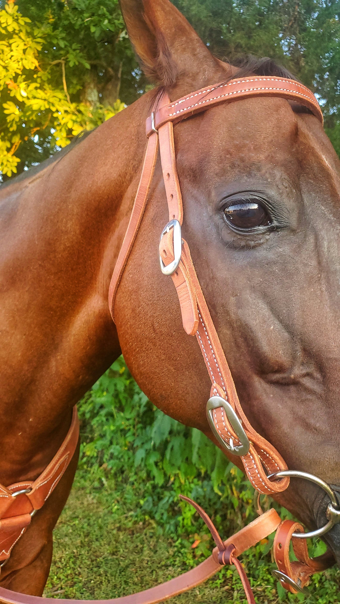 Browband Headstall
